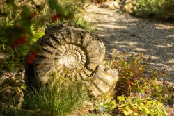 Der berühmte Ammonit am Eingang zum Garten