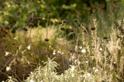 Phlomis mit Miscanthus und Gaura