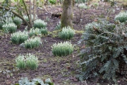 Bei Brigitte im Garten wachsen überall kräftige Tuffs Galanthus