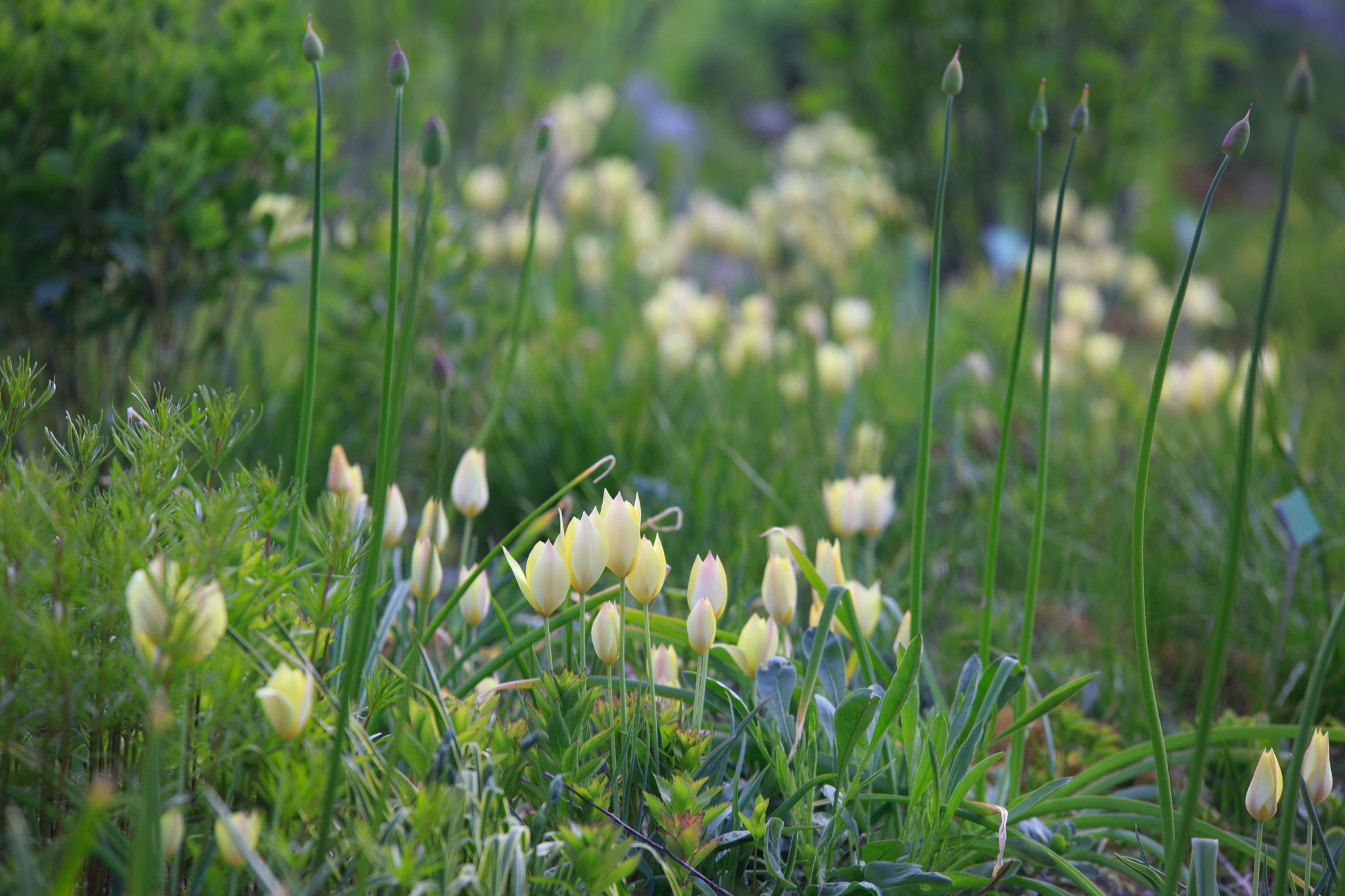 Tulipa Honky Tonk mit Allium