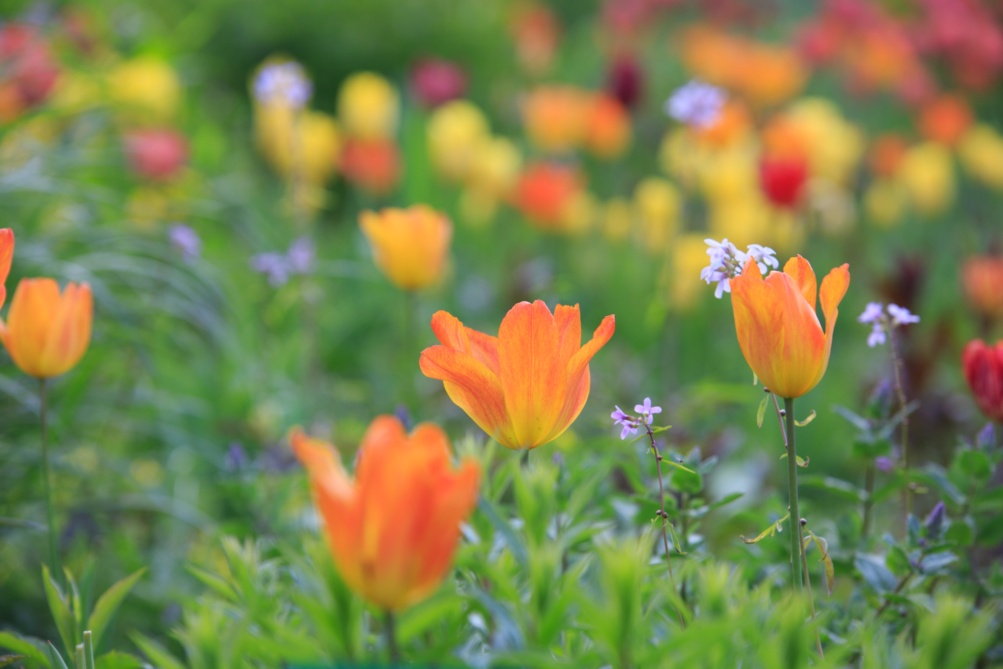 Tulipa fosteriana "Orange Emperor"