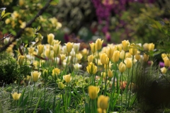 Viridiflora-Tulpen im Päoniengarten