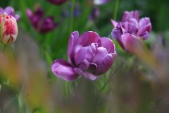 Tulpe im Päonien-Garten