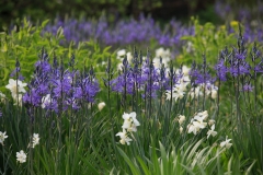 Camassia leichtlinii und Narzissen in der Hochgrasprärie.