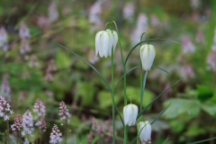 Fritillaria und Tiarella