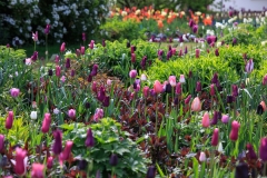 Rosa und violette Tulpen harmonieren mit dem dunklen Austrieb der Ageratina