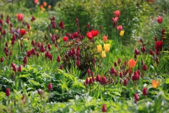 Tulipa "Red Georgette"