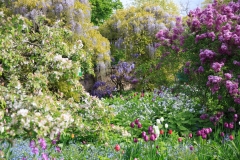 Malus, Syringa und Wisteria zusammen mit Tulpen, Mysotis und Lunaria