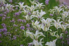 Lilienblütige Tulpe mit Cardamine bulbifera