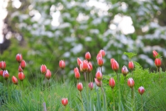 Tulipa whittallii auf dem Trockenhügel
