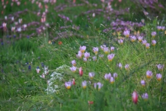 Tulipa saxatilis Lilac Wonder und clusiana auf dem Trockenhügel