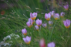 Tulipa saxatilis Lilac Wonder auf dem Trockenhügel