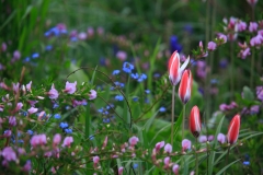 Tulipa clusiana und Chamaecytisius prupureus, eine schöne Szene zusammen mit Omphalodes