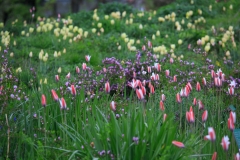 Tulipa clusiana und Honky Tonk auf dem Trockenhügel