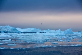 Abenddämmerung an den Eisbergen von Ilulissat