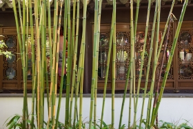 Bambus vor einem der Gebäude