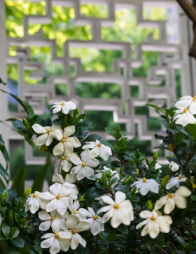 Blühende Gardenien vor einer der gestalteten Fensteröffnungen in der Außenmauer