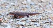 Rough skinned Newt, ein Salamander, hier auf einem Kiesweg am Parkplatz unterwegs