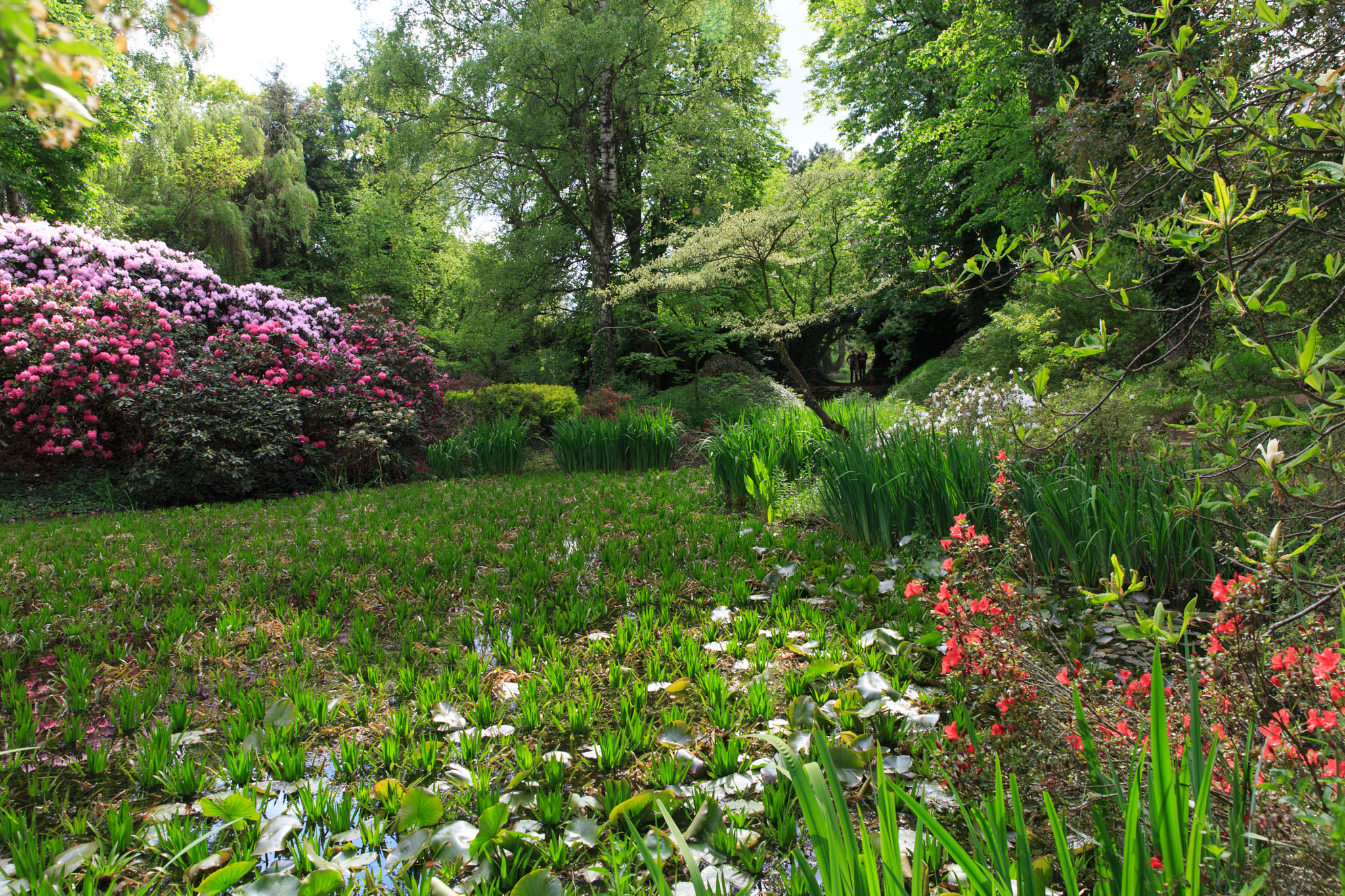 Rhododendron am Teich mit dem runden Tor.