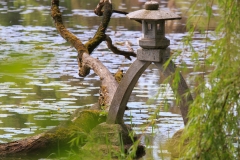 Teich mit japanischer Lampe