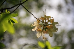 Wunderschöner gelber Rhododendron