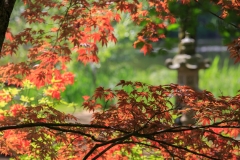 Acer palmatum und Azalee