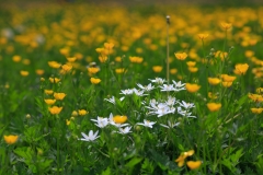 Wiese in Dennenlohe mit Ornithogalum und Hahenfuß