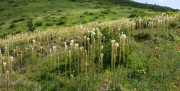 Beargrass (Xenophyllum tenax)
