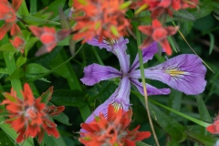 Iris tenax und Castilleja hispida