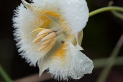 Calochortus subalpinus