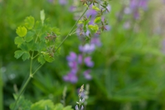 Thalictrum occidentale und Lupinus latifolius
