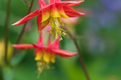 Aquilegia formosa