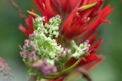 Castilleja hispida mit Ligusticum