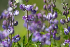 Lupinus latifolius