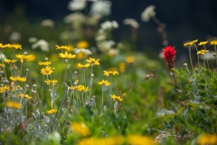Eriophyllum lanatum