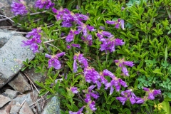 Penstemon cardwellii