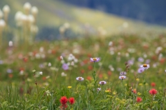 Erigeron peregrinus