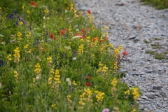 Thermopsis gracilis am Wegesrand