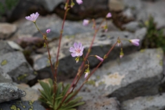 Lewisia columbiana
