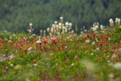 Wiese von Castilleja hispida