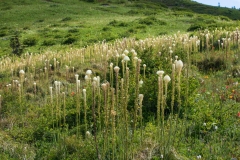 Beargrass (Xenophyllum tenax)