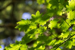 Ahorn im lichten Wald
