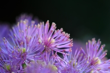Thalictrum aquilegifolium hat dann trotz den vielen Läusen wunderbar geblüht. Einer meiner Favoriten im Mai für den Halbschatten.