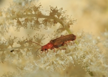 Aruncus ist eigentlich immer schön, wenn er gut eingewachsen ist. Ich habe noch keinen Ausfall erlebt. Die cremefarbene Blütenwolke hält zwar nur kurz, aber ist wunderbar.