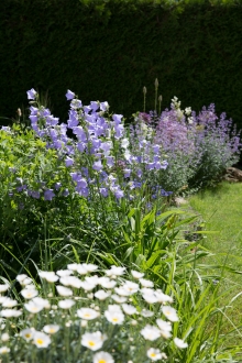 Im Sonnenbeet: Campanula persica, dahinter Nepeta "Six Hills Giant", Filipendula vulgaris und Allium christophii. Hier blühen die Hemerocallis im Vordergrund noch nicht.