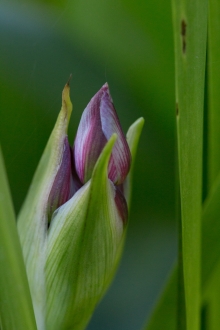 Im Teich: Botumus umbellatum hat wunderbare Blüten.