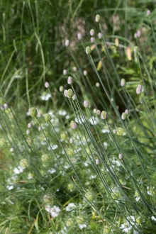 In den Startlöchern: Allium sphaerocephalon, hier zusammen mit Nigella damascena. Ein prima Duo!