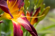 Hemerocallis "Ruby Spider" ist eine eher kompakte Spider, aber mit riesigen Blüten.