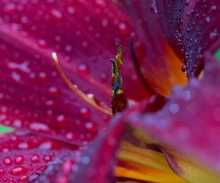 Hemerocallis "Ruby Wine" hat ein sattes Dunkelrot, das in der Abenddämmerung einen violetten Ton bekommt.