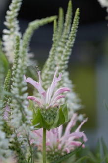 Veronica longifolia "Schneeriesin" blüht dankbar lange, hier zusammen mit Monarda bradburiana "Fishes"